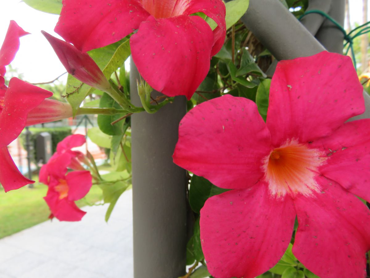 imagini hotel Miramare Beach Side